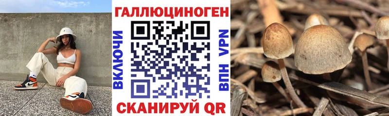купить  цена  Канаш  mega сайт  Галлюциногенные грибы Psilocybine cubensis 